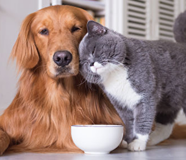 ¿Cuál es la mejor caja de arena a prueba de perros?