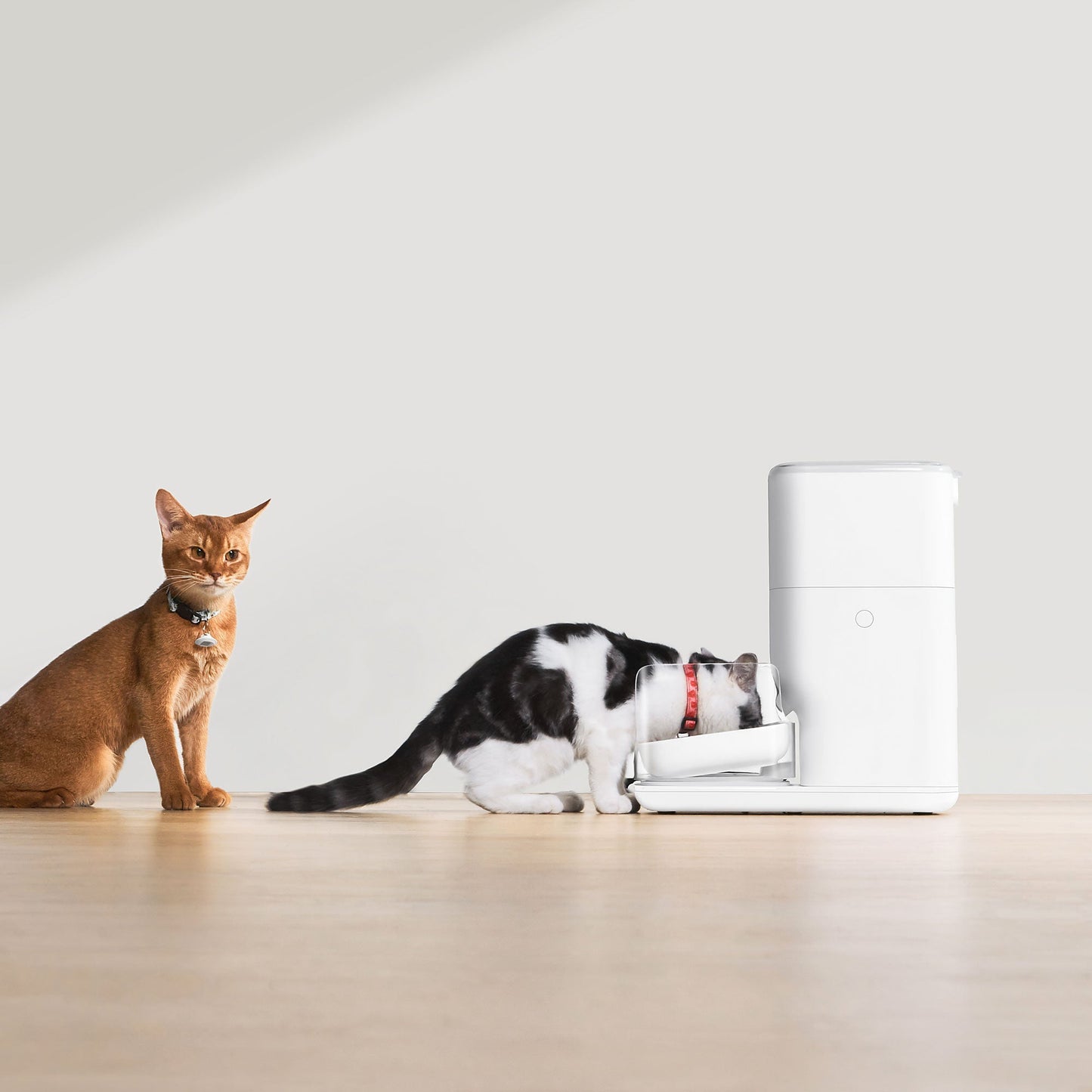 Caja de arena automática + Comedero CATLINK