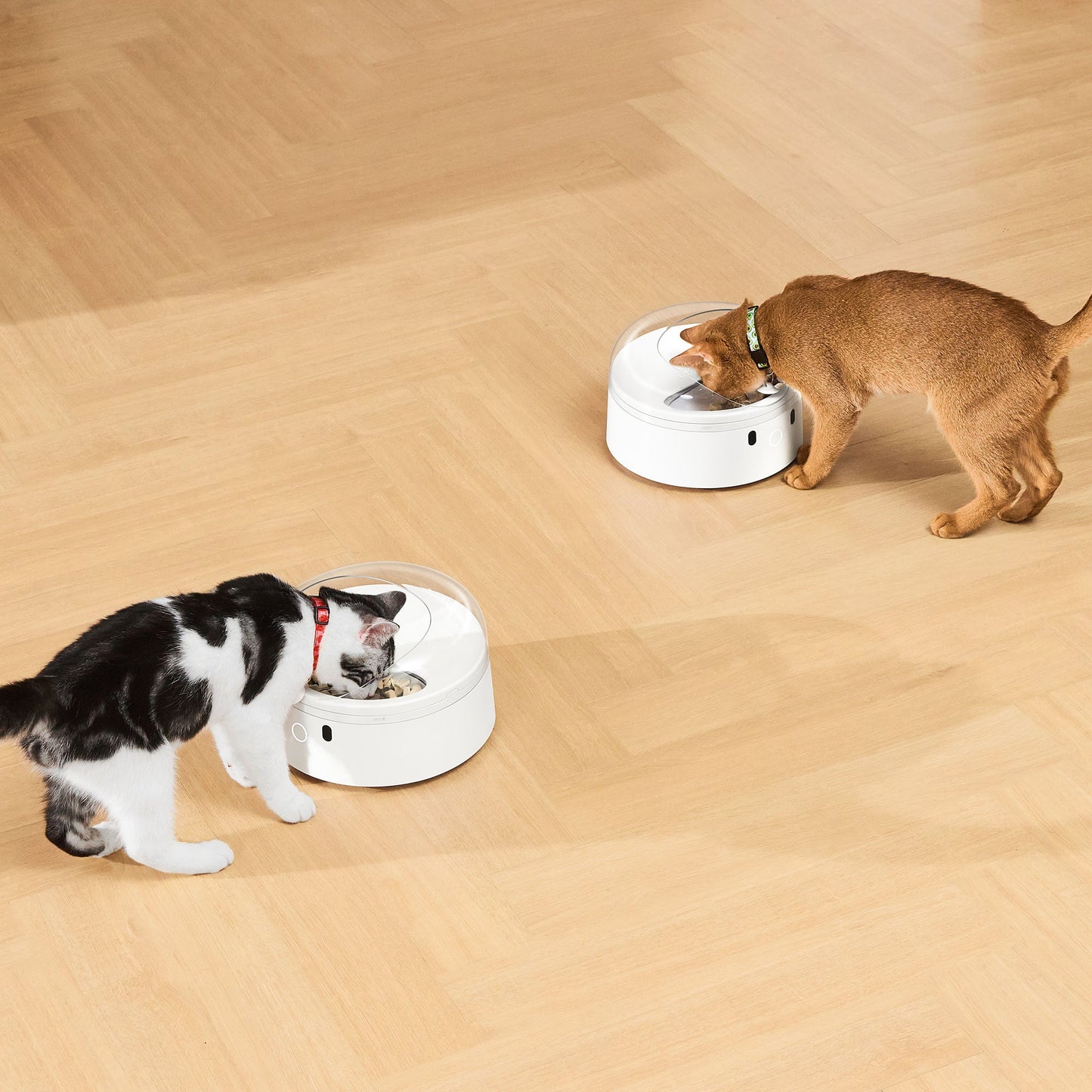 Set EcoSystem Catlink Baymax SE